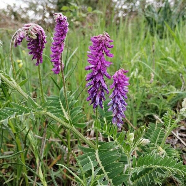 Vicia incana Flower