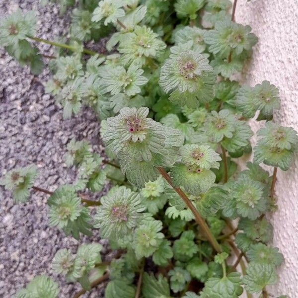 Lamium amplexicaule Агульны выгляд