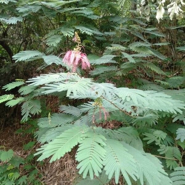 Calliandra houstoniana Hábito