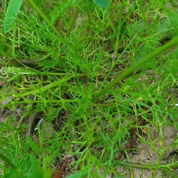 Matricaria chamomilla Leaf