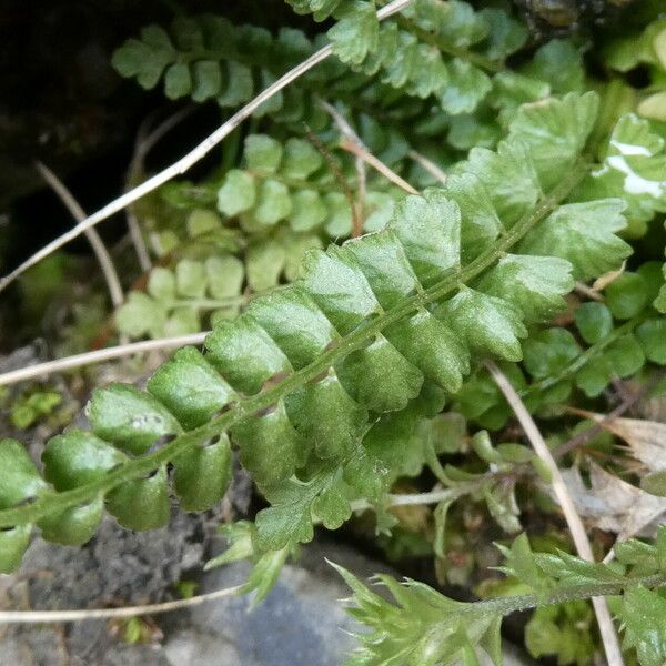 Asplenium viride Folha