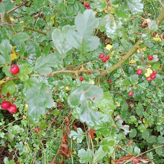 Crataegus laevigata Лист