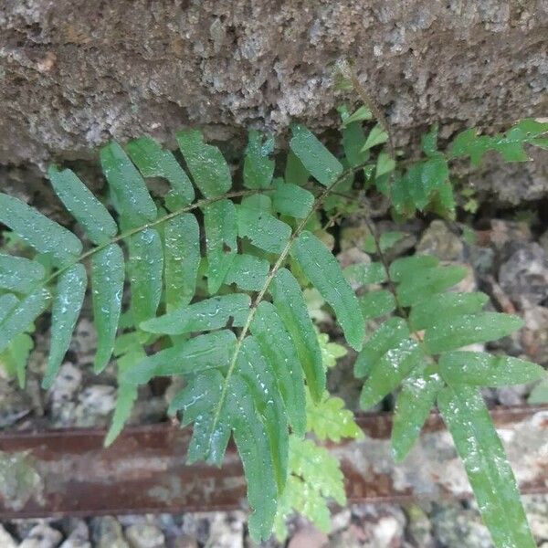 Pteris vittata Folha