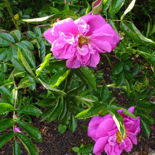 Rosa blanda Flower