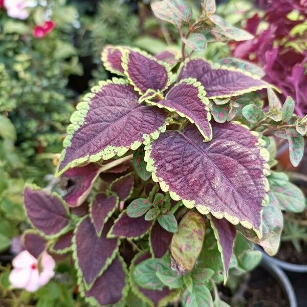 Coleus decurrens Листок