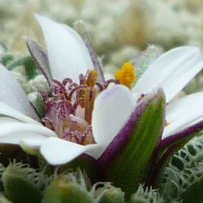 Werneria pectinata 花