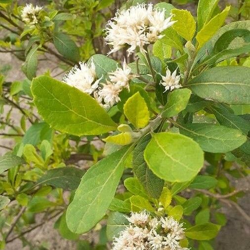 Gymnanthemum amygdalinum Lorea