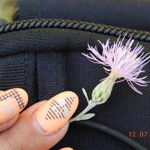 Centaurea diffusa Kukka