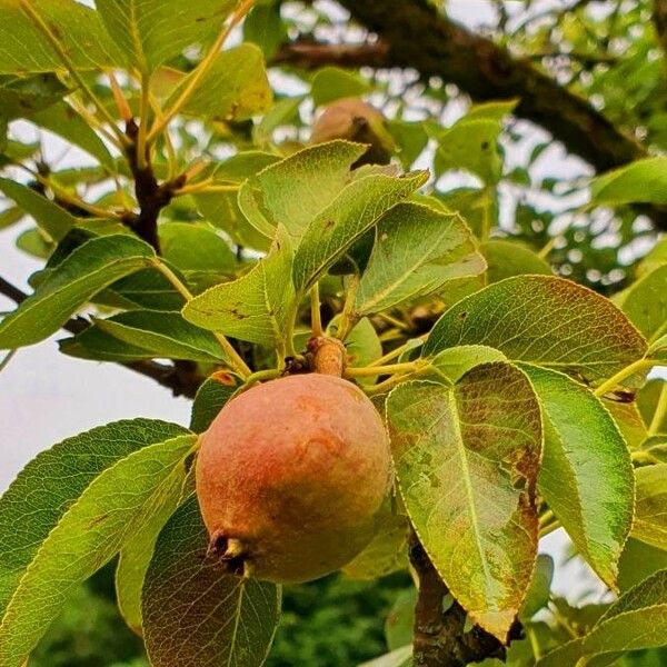 Pyrus cordata Blad