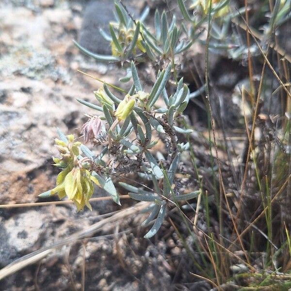 Helianthemum syriacum Frunză