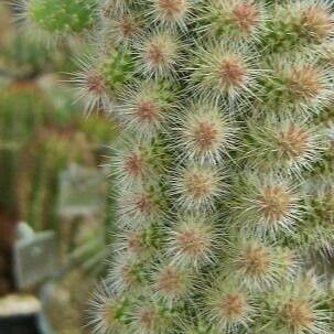 Cylindropuntia imbricata Habit