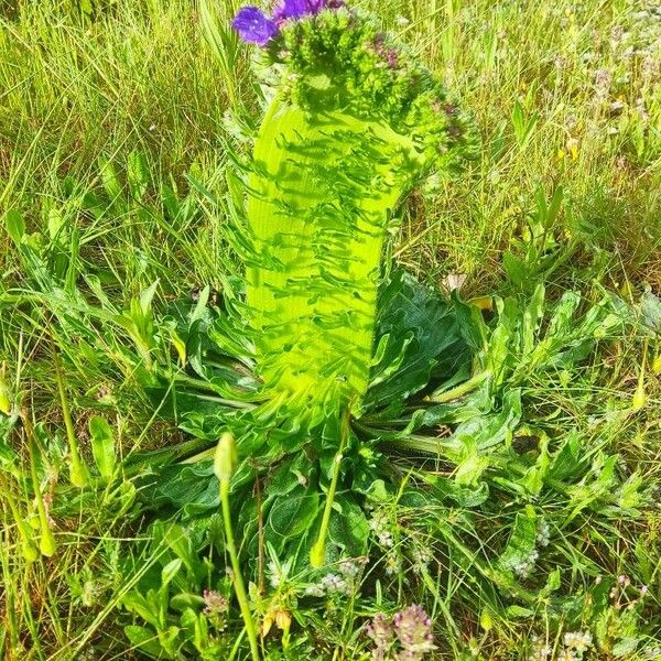 Echium plantagineum പുഷ്പം