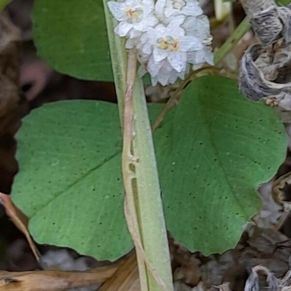 Cuscuta approximata Casca