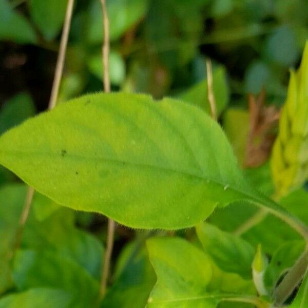 Crossandra nilotica Leaf