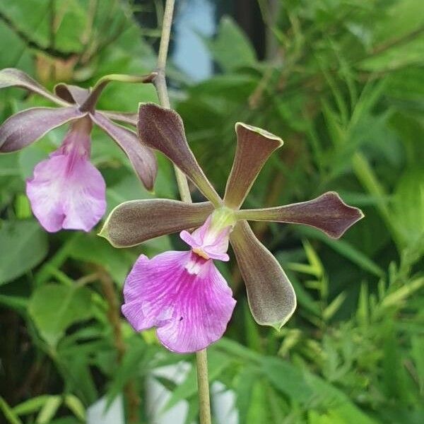 Encyclia tampensis Floare