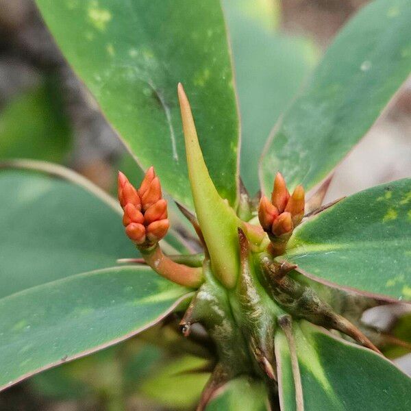 Euphorbia milii 其他