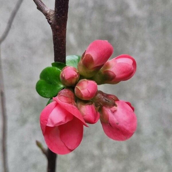 Chaenomeles speciosa 花