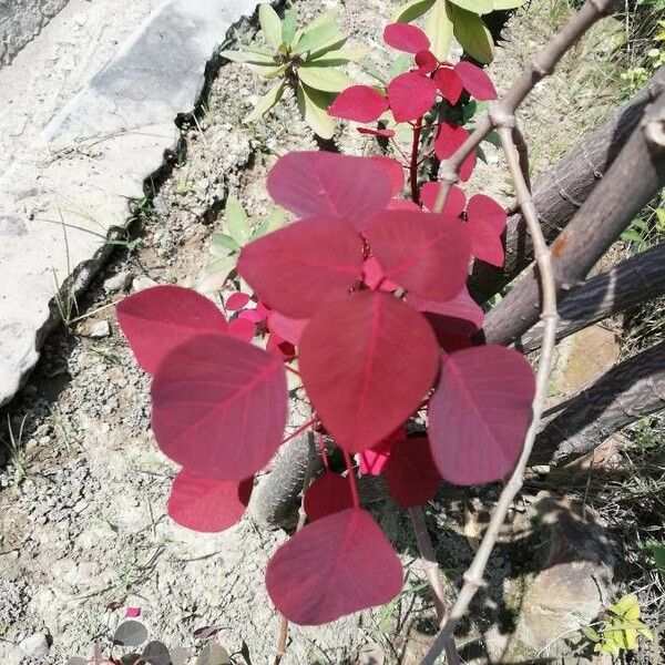 Euphorbia cotinifolia Leaf