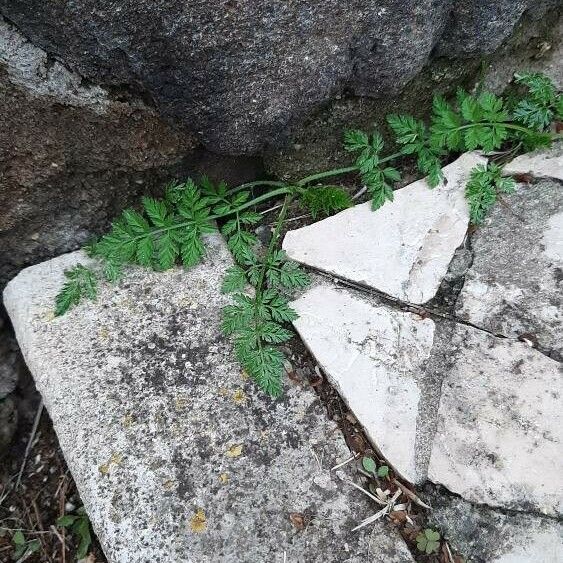 Torilis nodosa Habitat