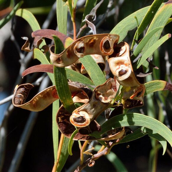 Acacia cyclops Fruto