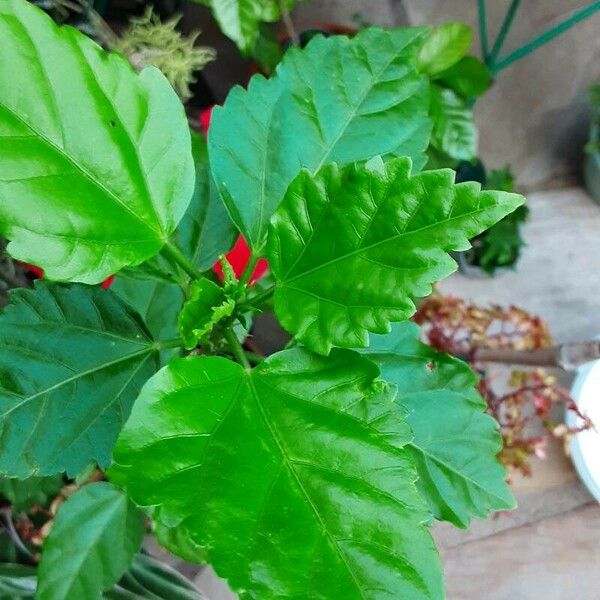 Hibiscus schizopetalus Φύλλο