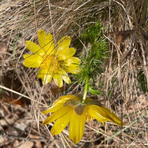 Adonis vernalis Leaf