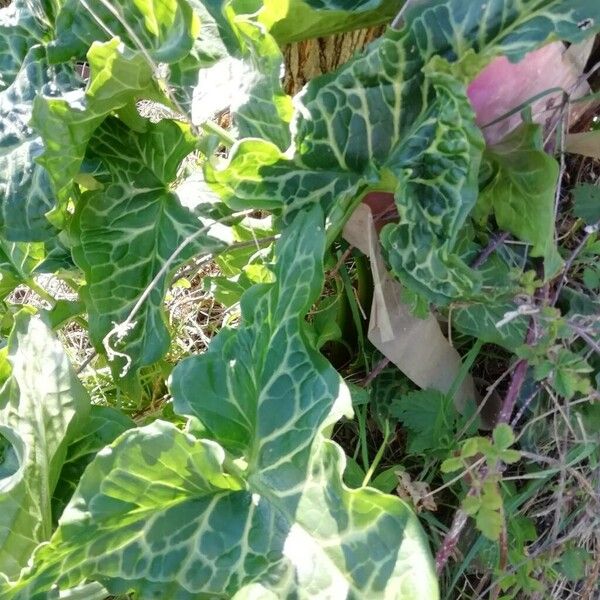 Arum italicum Leaf