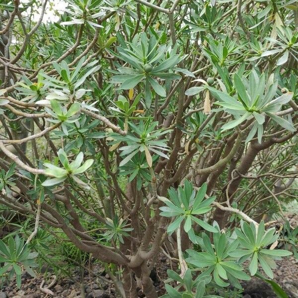 Euphorbia balsamifera Habitus