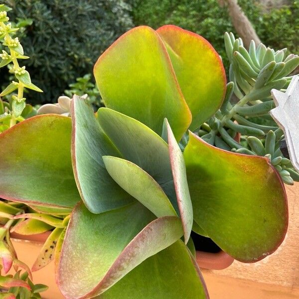 Kalanchoe tetraphylla Folio