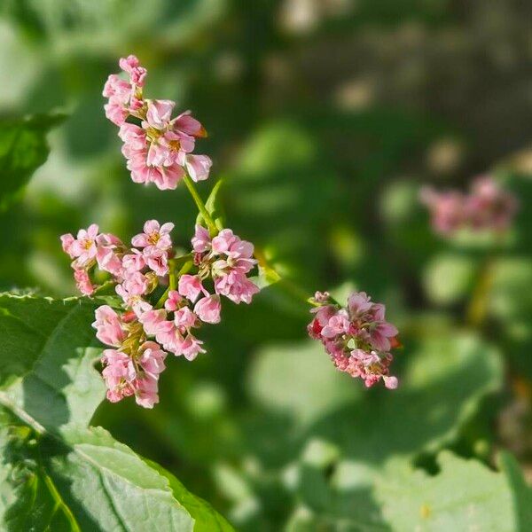 Fagopyrum esculentum 花