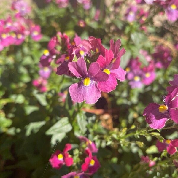 Linaria maroccana 花