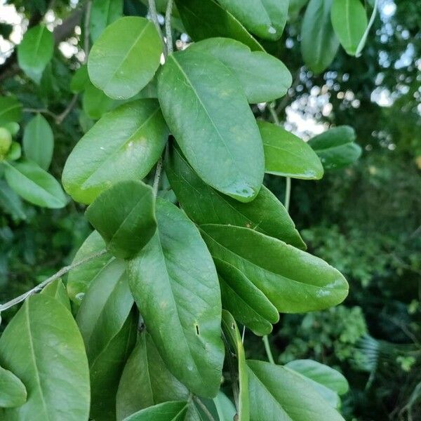 Morisonia flexuosa Blad