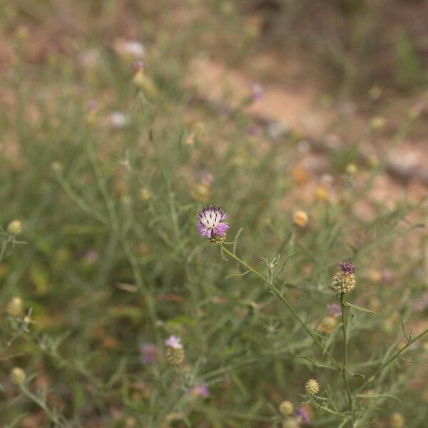 Centaurea aspera Hábitos