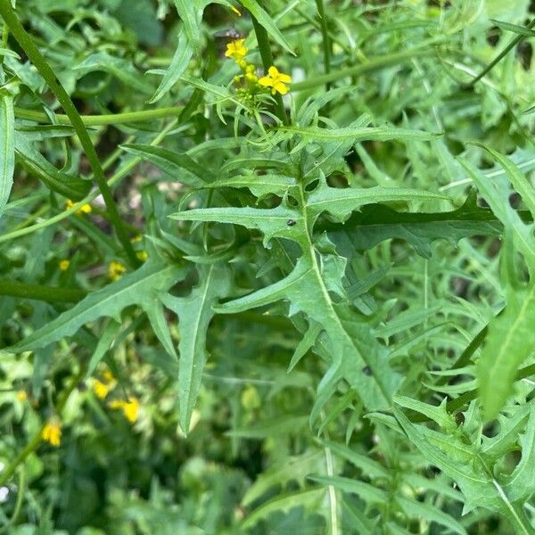 Sisymbrium austriacum Yaprak