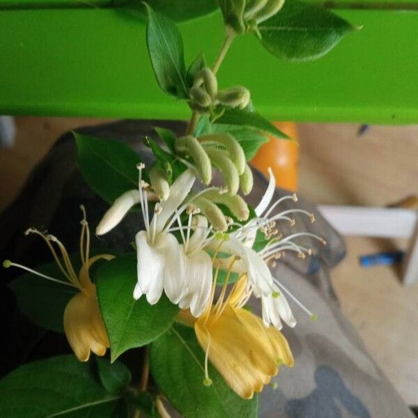 Lonicera fragrantissima Flower