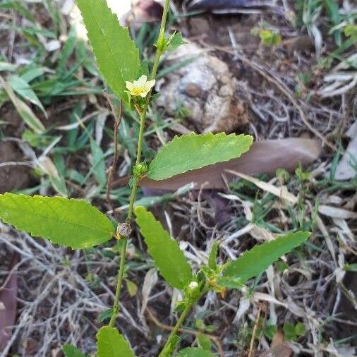 Sida acuta Leaf