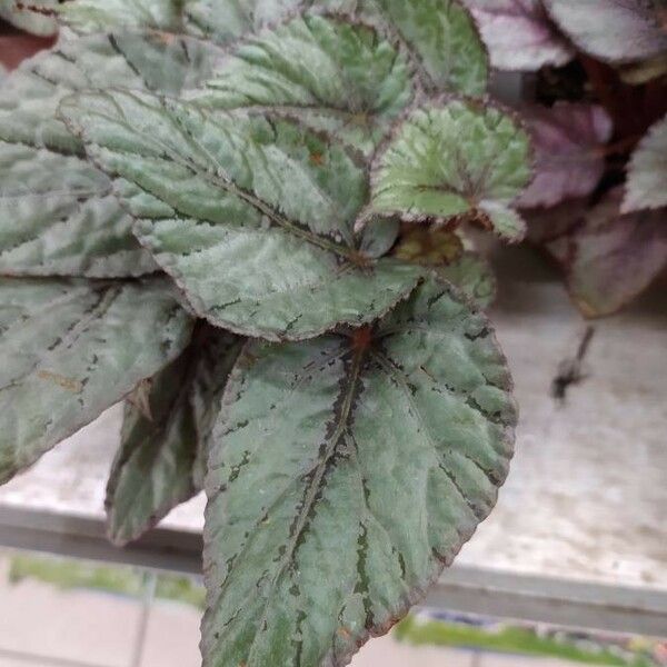 Begonia rex Yaprak