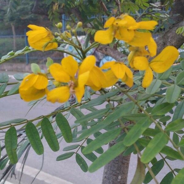 Senna occidentalis Fleur