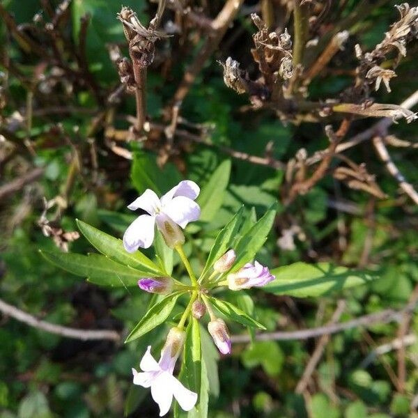 Cardamine bulbifera Кветка