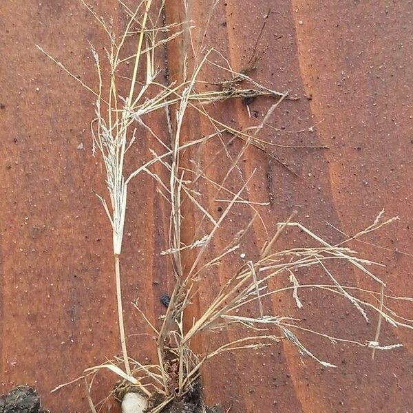 Eragrostis pilosa Fleur