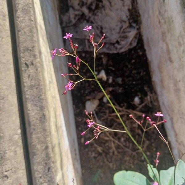 Talinum paniculatum Kwiat