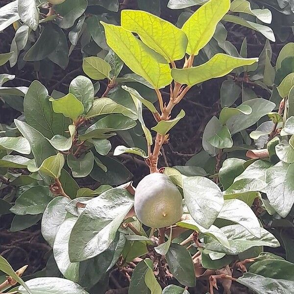 Ficus pumila Leaf