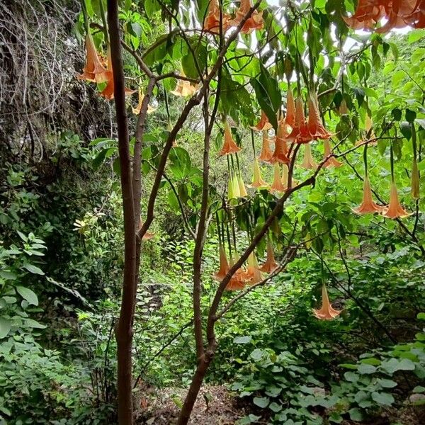 Brugmansia × candida Habitus