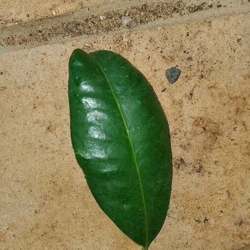 Syzygium aqueum Leaf