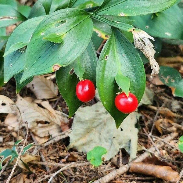 Ruscus hypoglossum Fruit