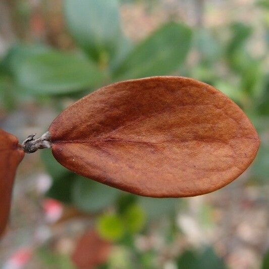 Pyrostria orbicularis Leaf