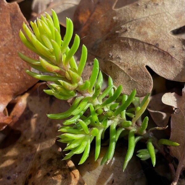 Petrosedum forsterianum Altul/Alta