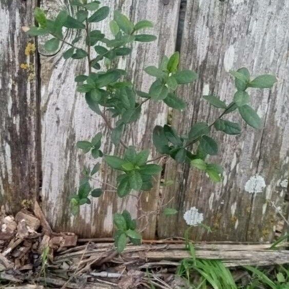 Diospyros texana Blad