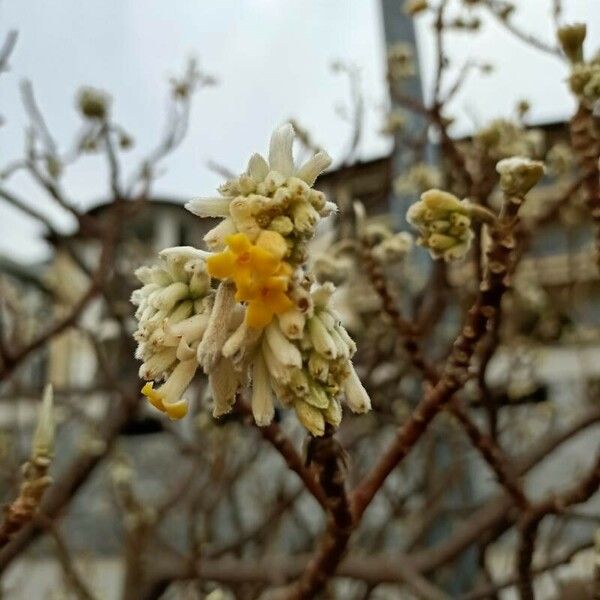 Edgeworthia chrysantha Flor