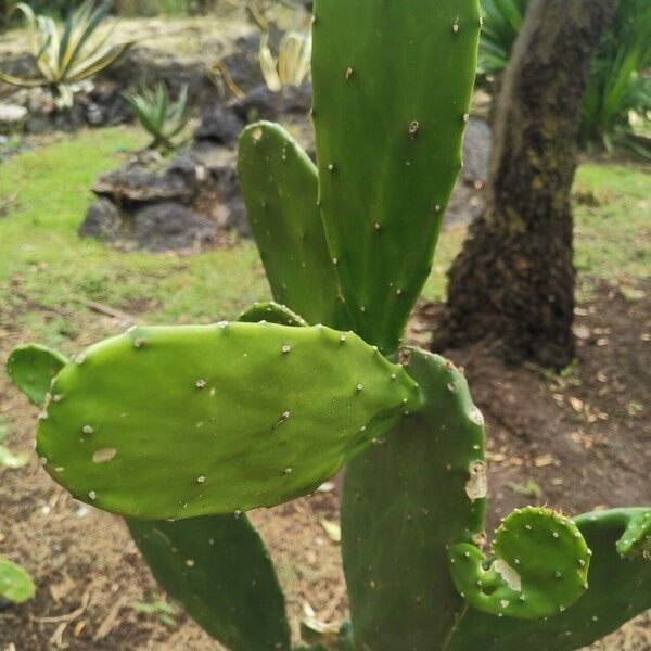 Opuntia cochenillifera List